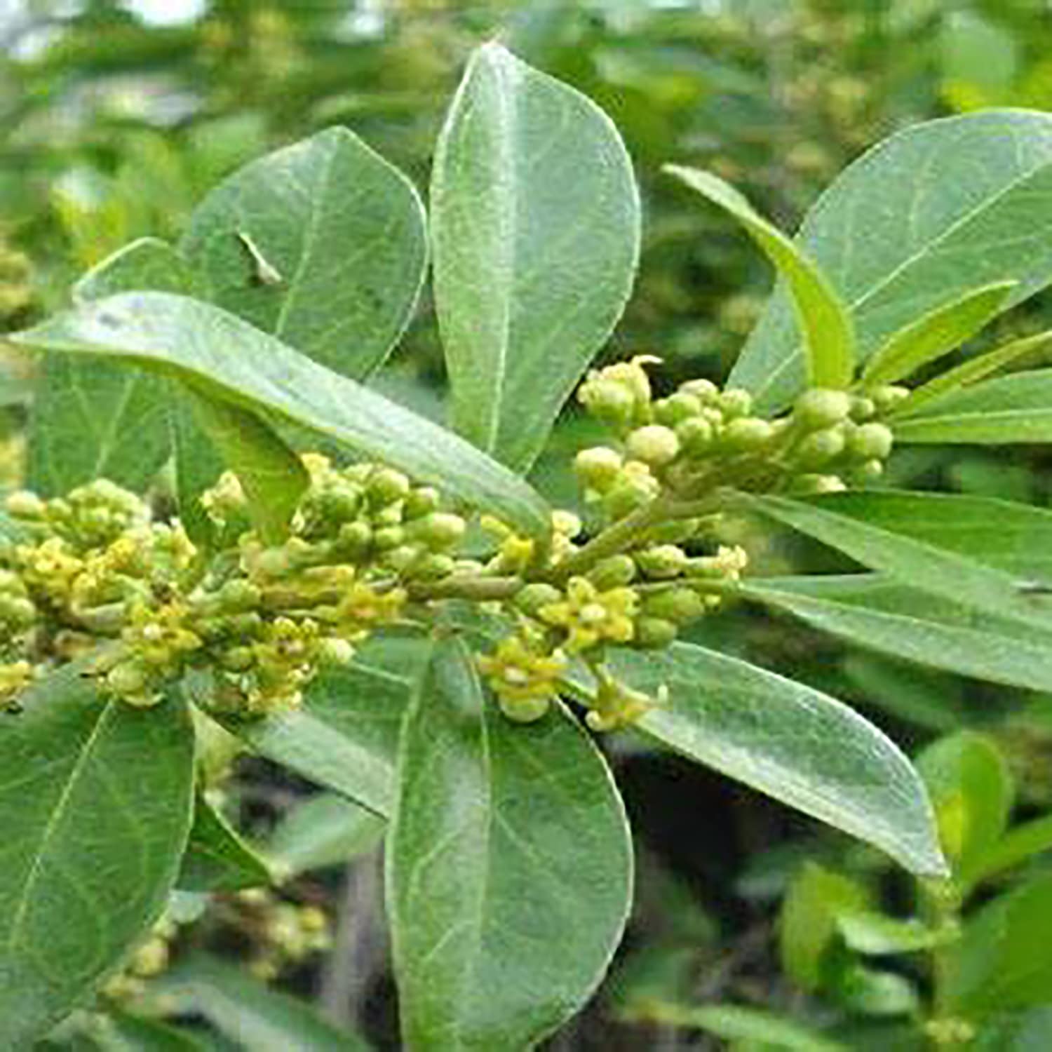 Foglie di Gymnema sylvestre