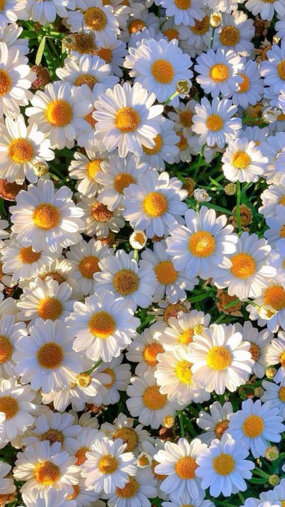 Margherite bianche con centri gialli in un giardino soleggiato.