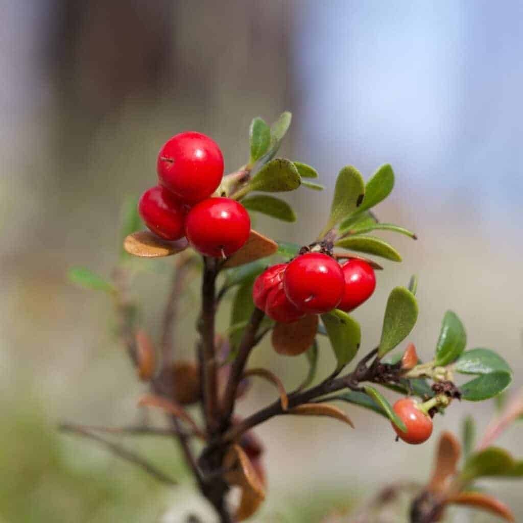 Bacche di agrifoglio rosse su rami verdi.